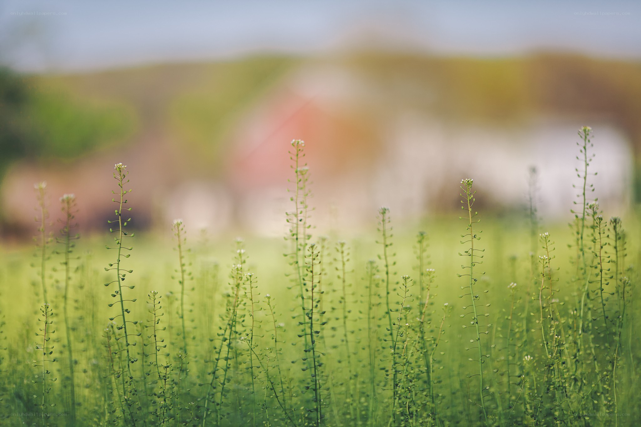 Green plants in a field
