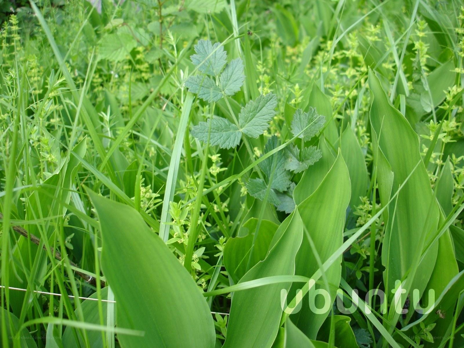green plants in a field