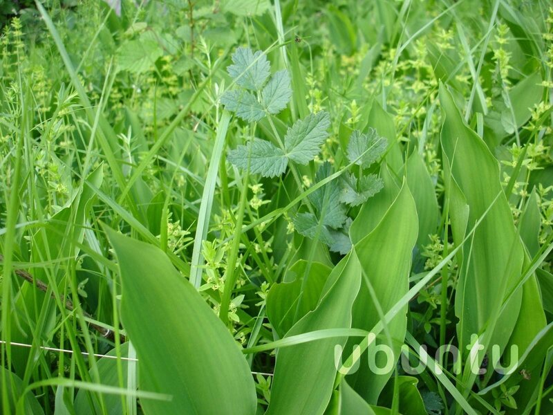 green plants in a field
