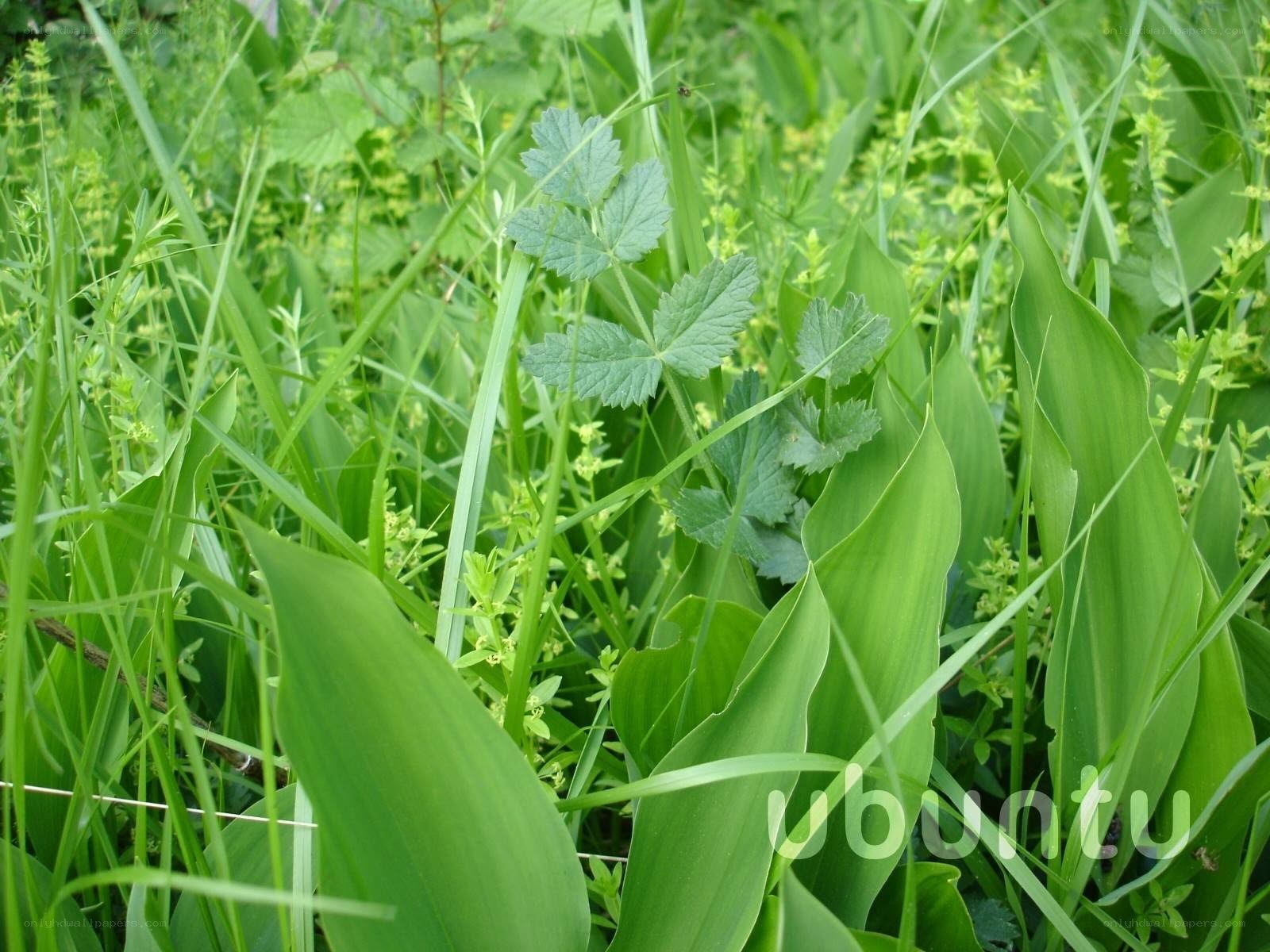 green plants in a field