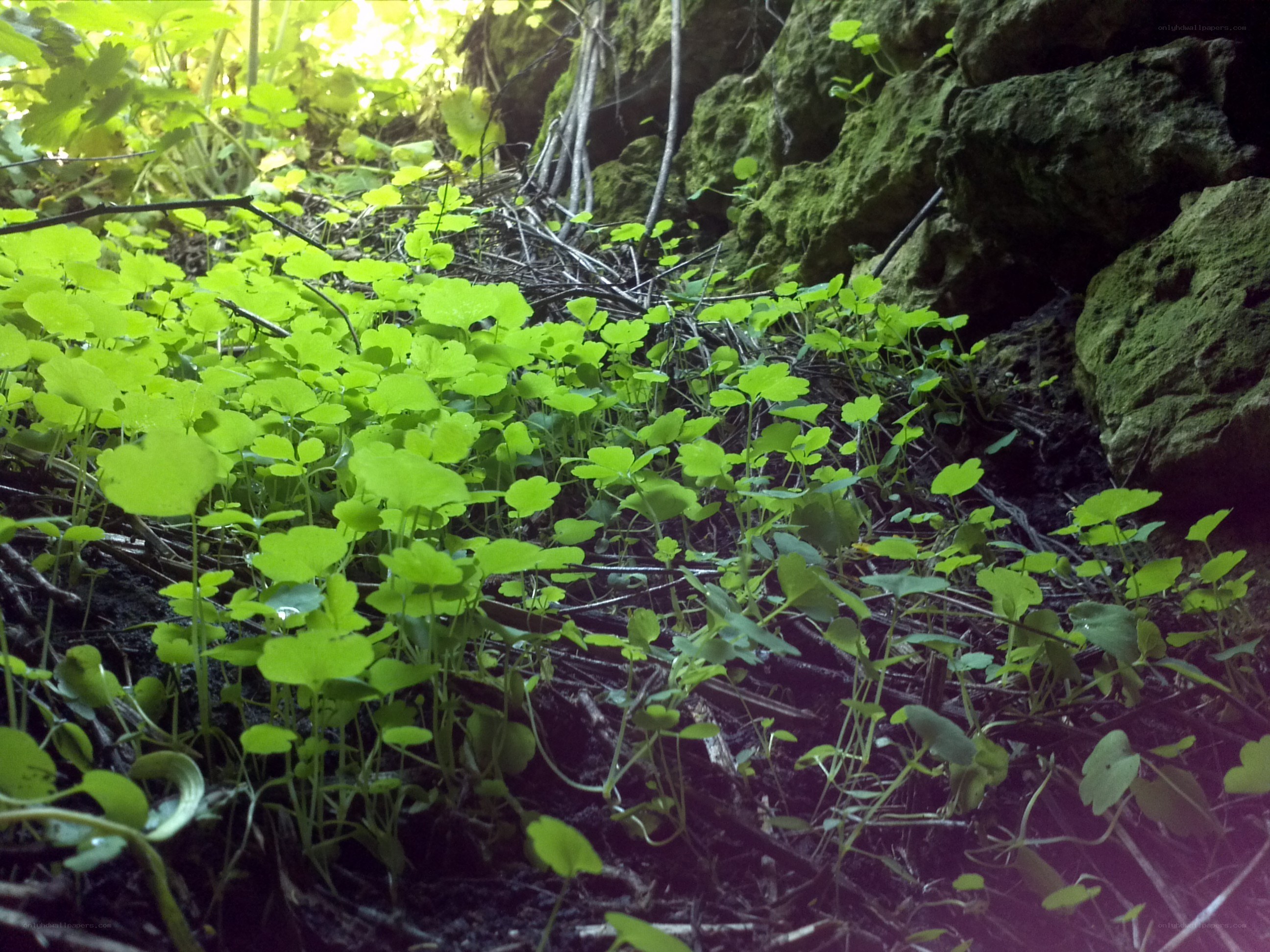 green plants in a forest