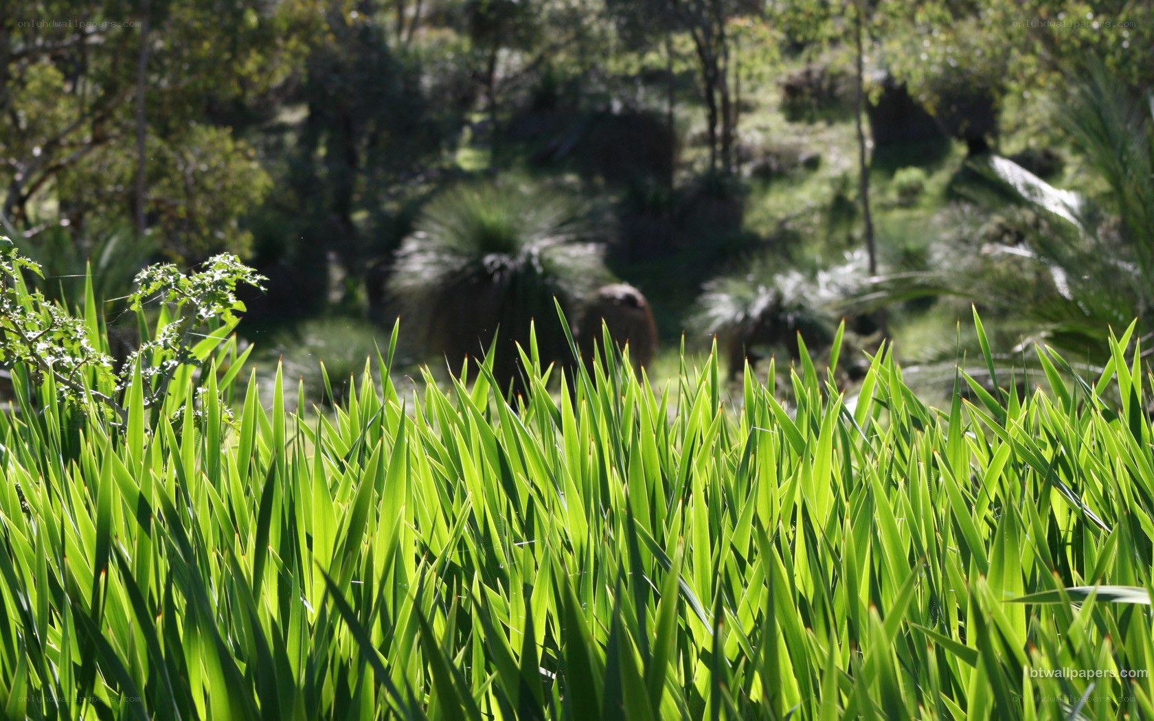 green plants in a forest