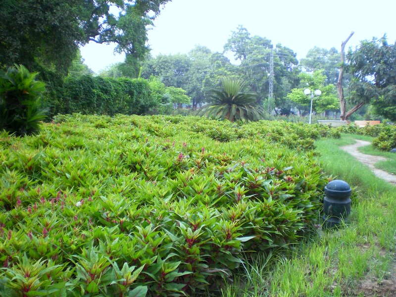 green plants in a park