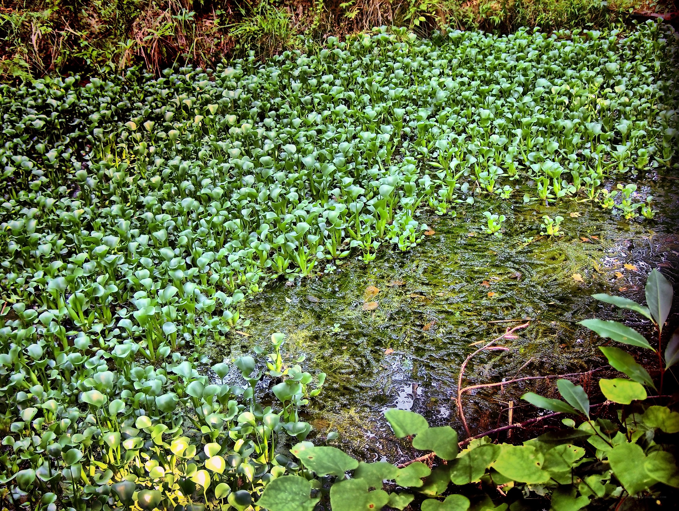 green plants in a pond