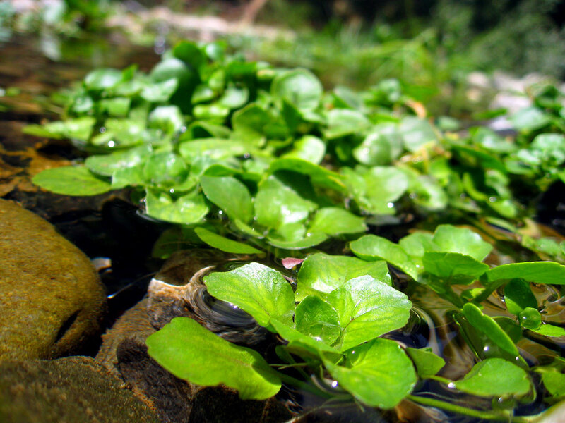 green plants in a stream
