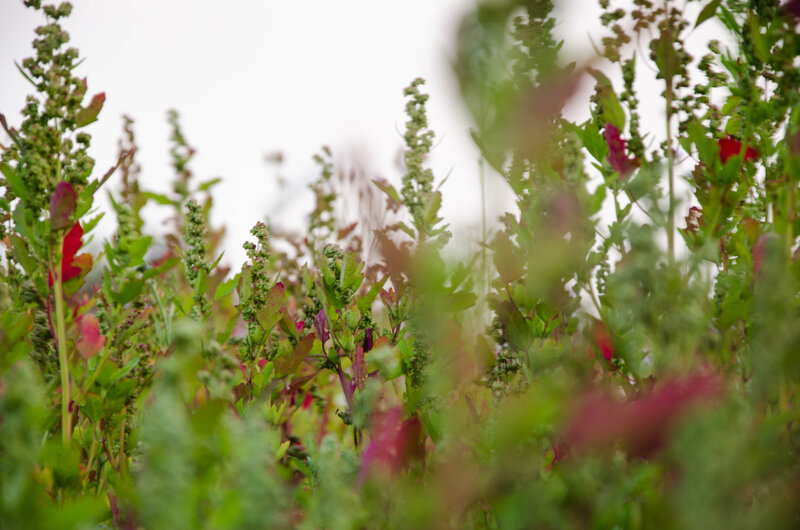 Green Plants in Field — Natural