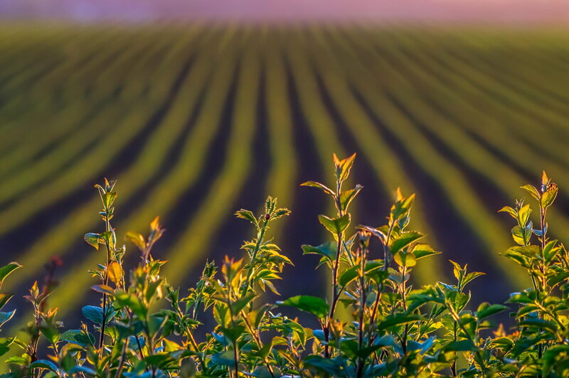 Green Plants in Field