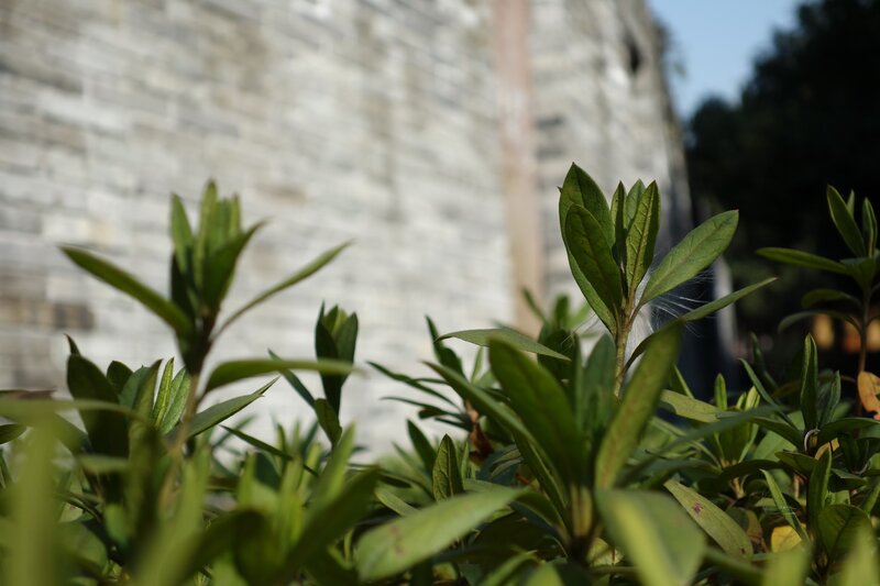 Green Plants in Foreground — Serene