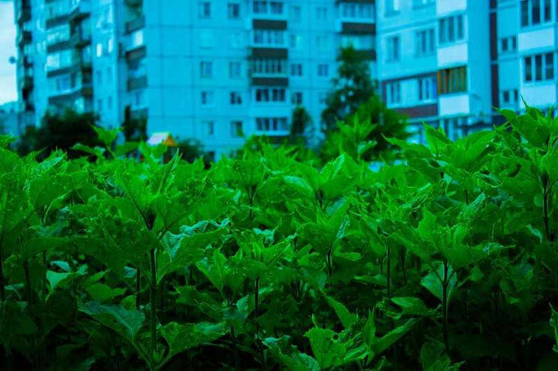 Green Plants in Foreground
