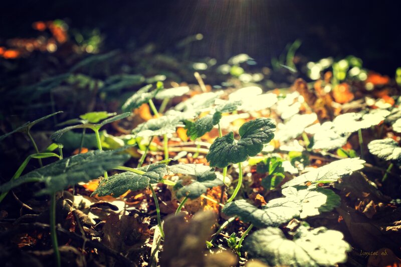 Green Plants in Forest — Serene, Morning