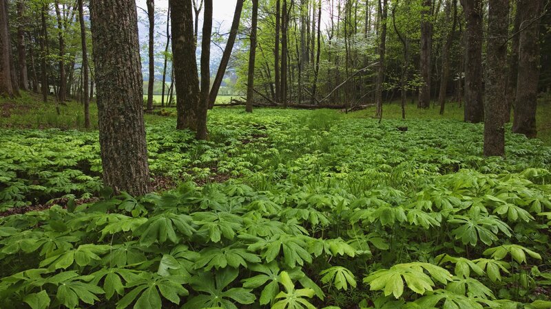 Green Plants in Forest — Serene, Spring, Photograph