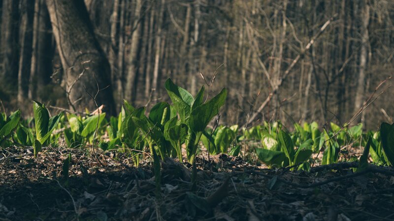 Green Plants in Forest — Serene, Spring