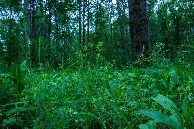 Green Plants in Forest — Serene