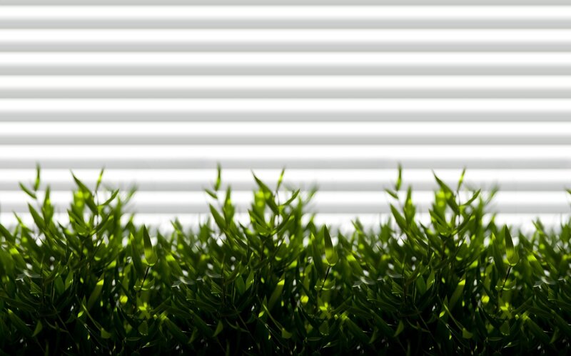 green plants in front of blinds