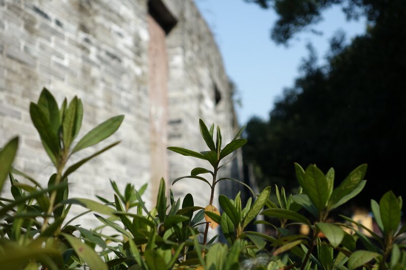 Green Plants in Front of Wall