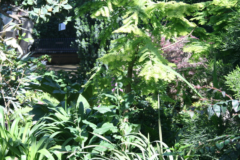 Green Plants in Garden — Serene