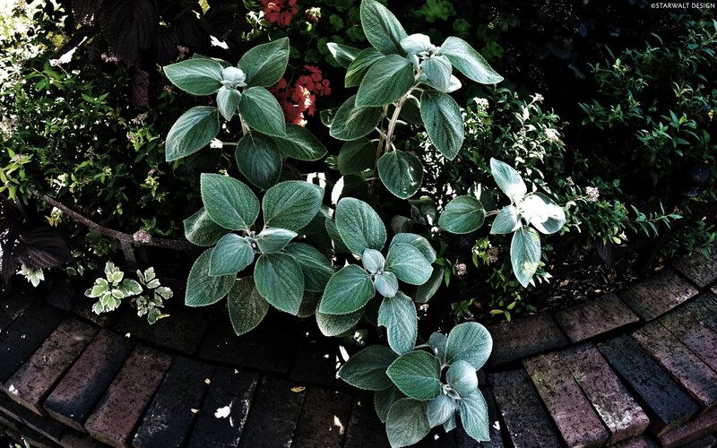 green plants in garden