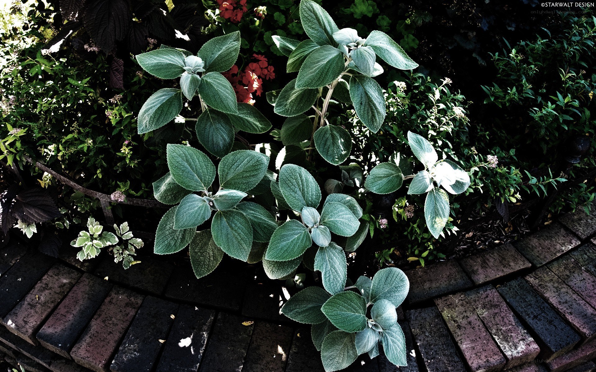 green plants in garden