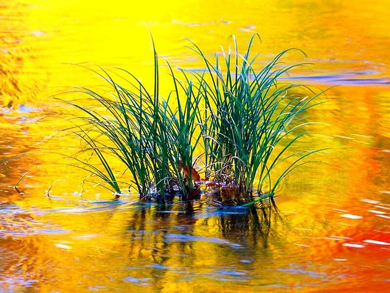 Green plants in golden water