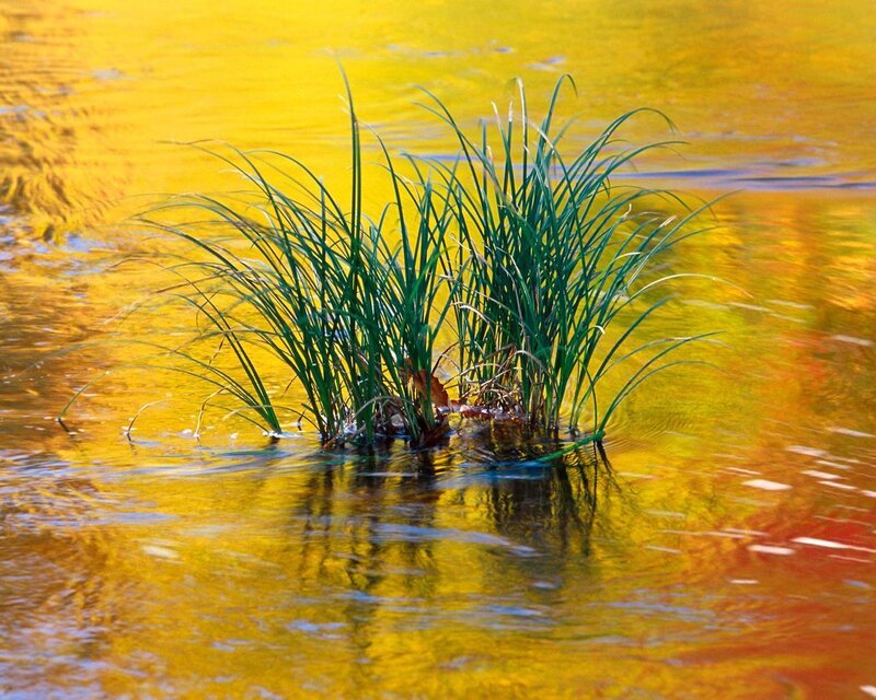 Green plants in golden water
