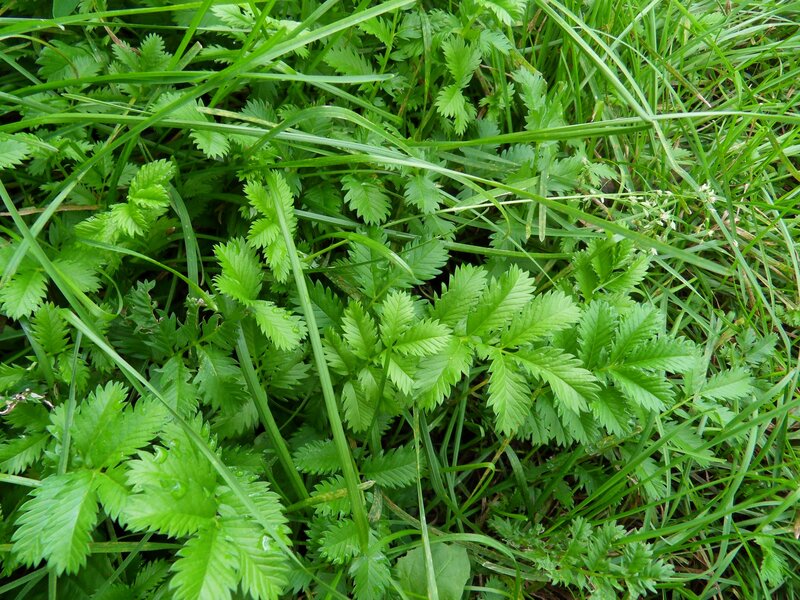 green plants in grass
