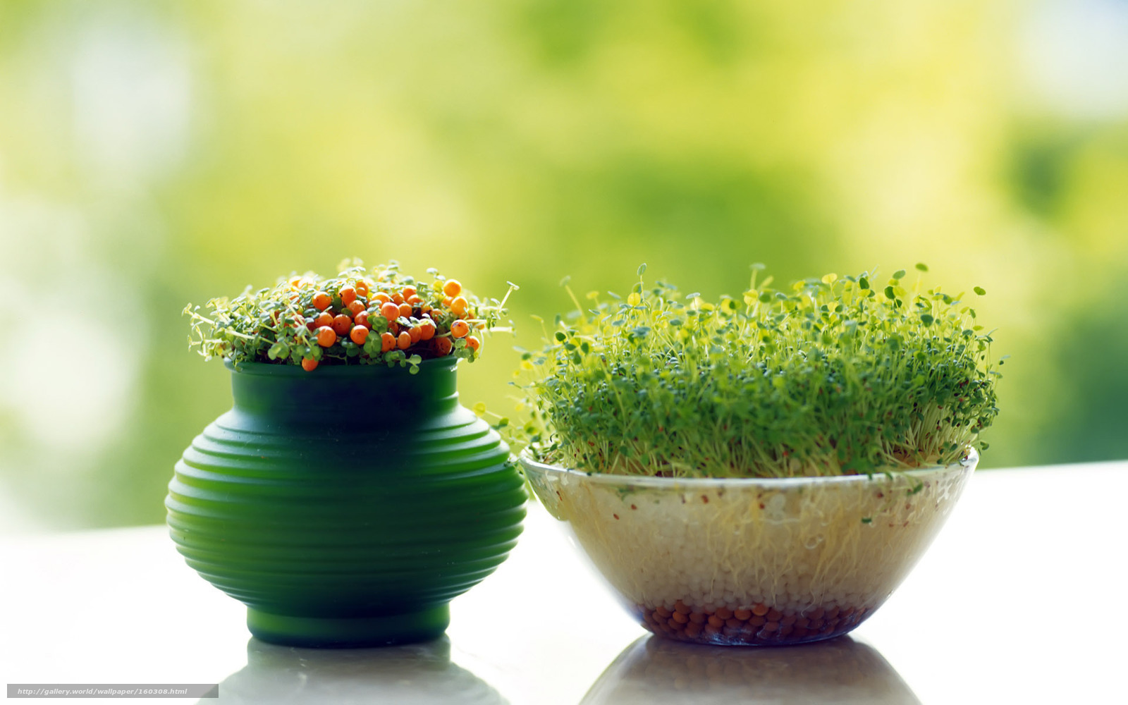 Green plants in pots