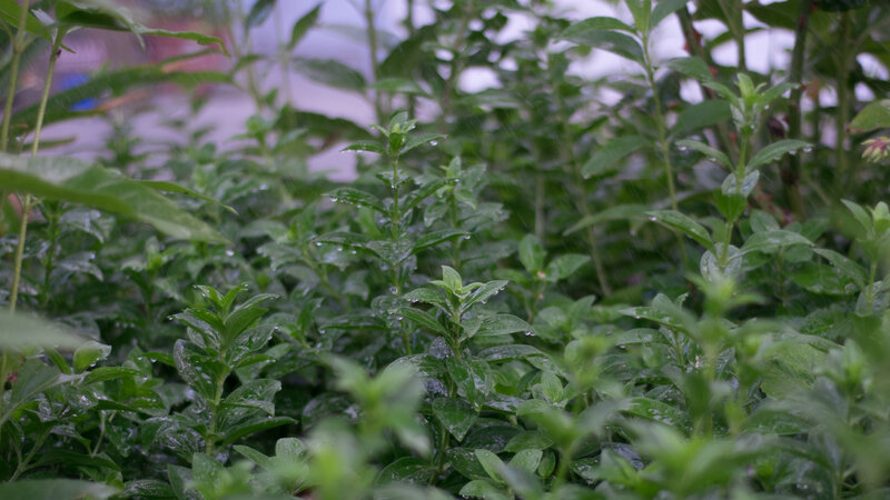 Green Plants in Rain