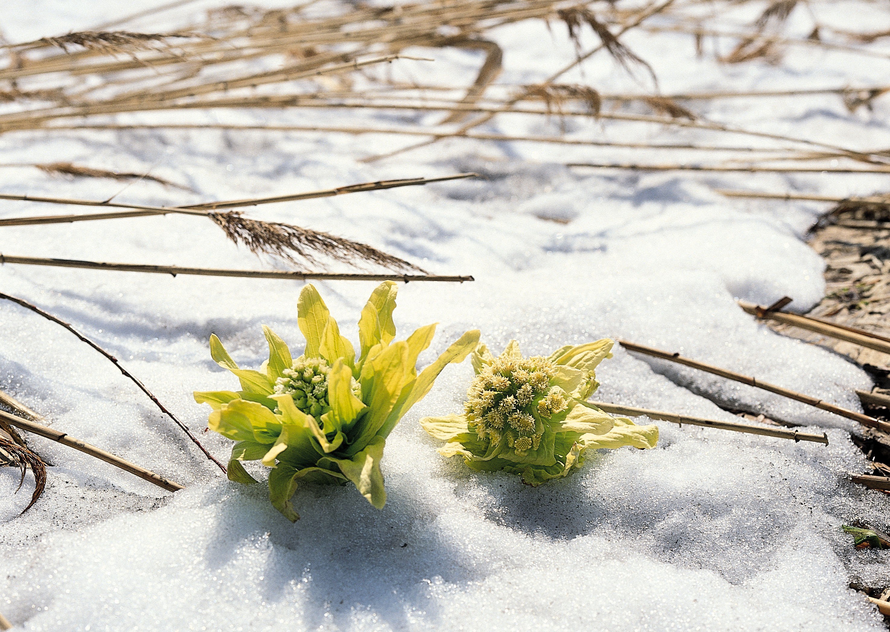 Green plants in snow