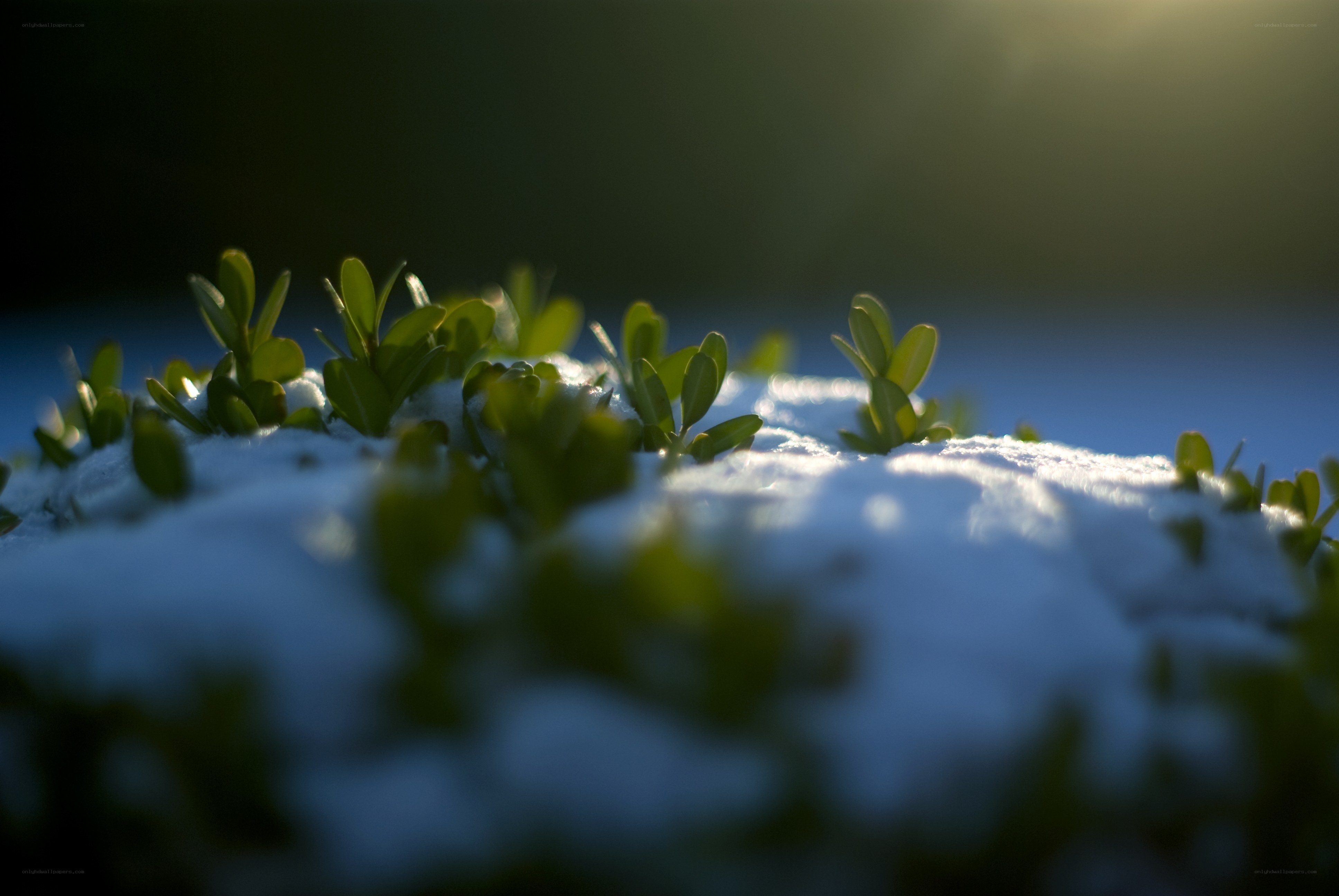 green plants in snow