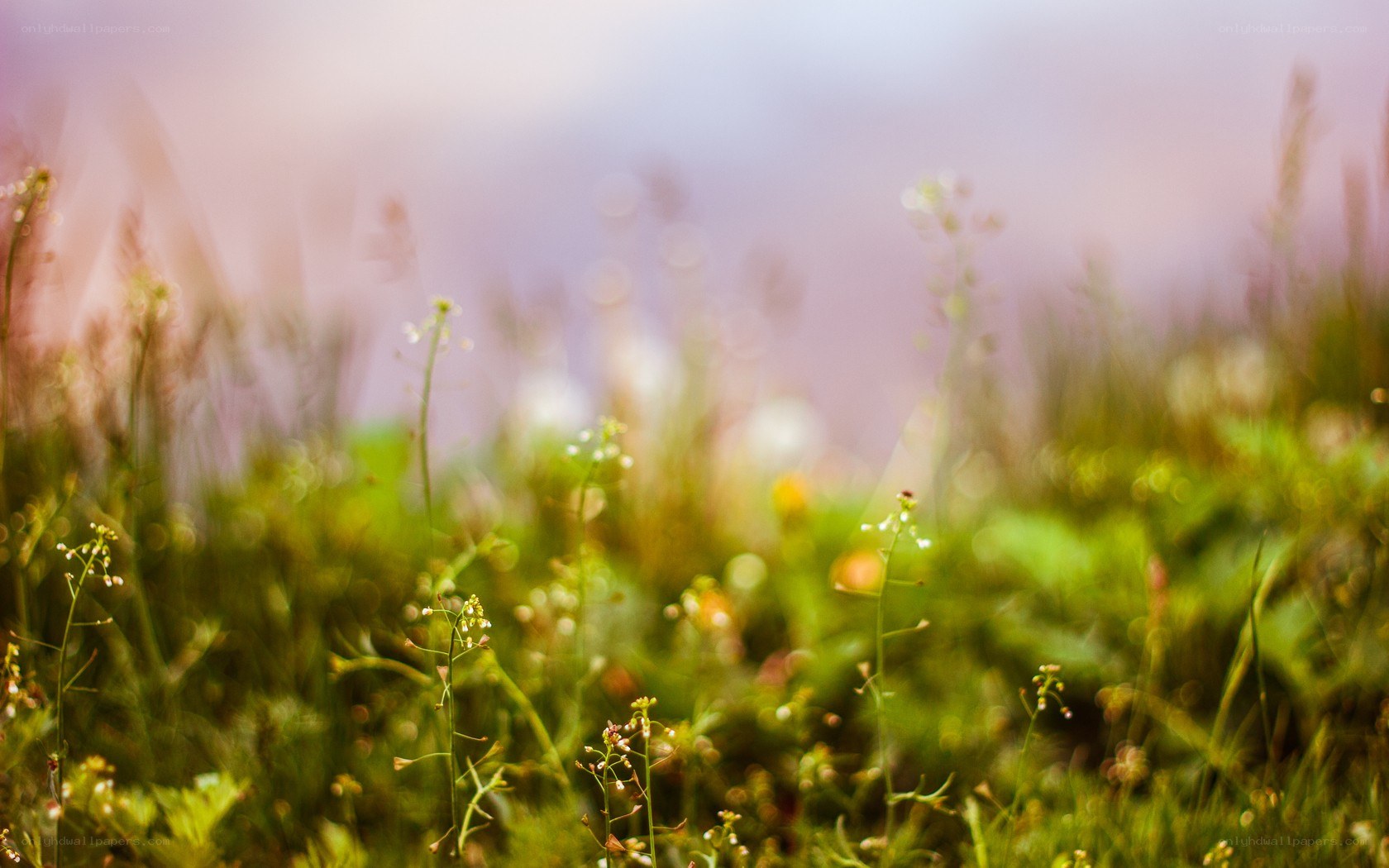 Green plants in soft focus