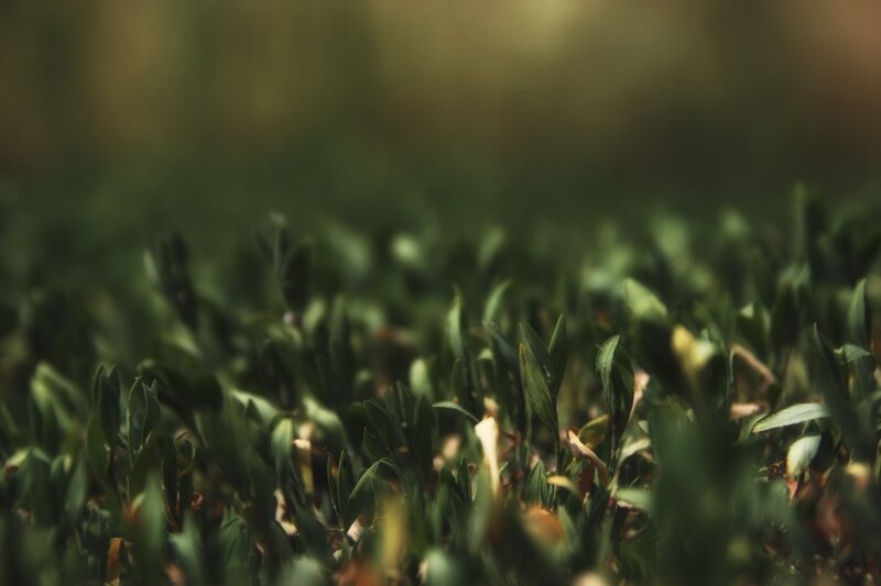 Green Plants in Soil — Natural