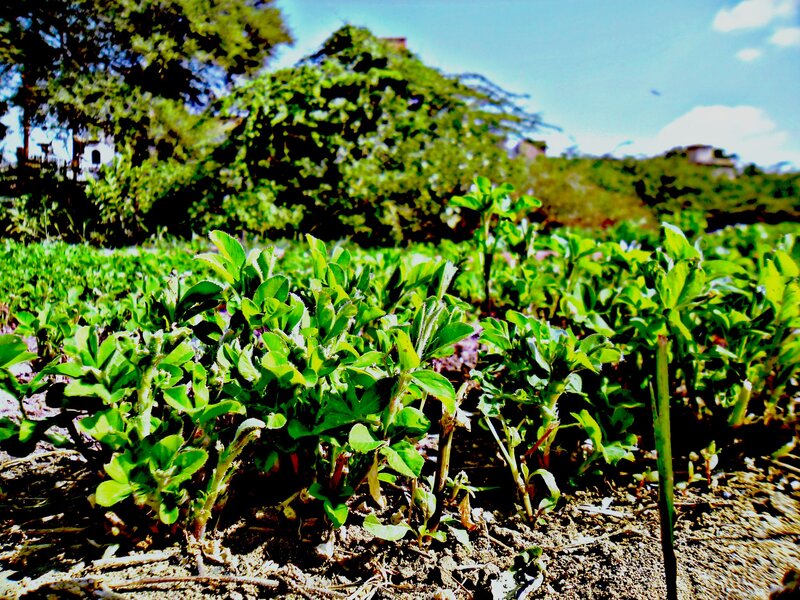 Green Plants in Soil