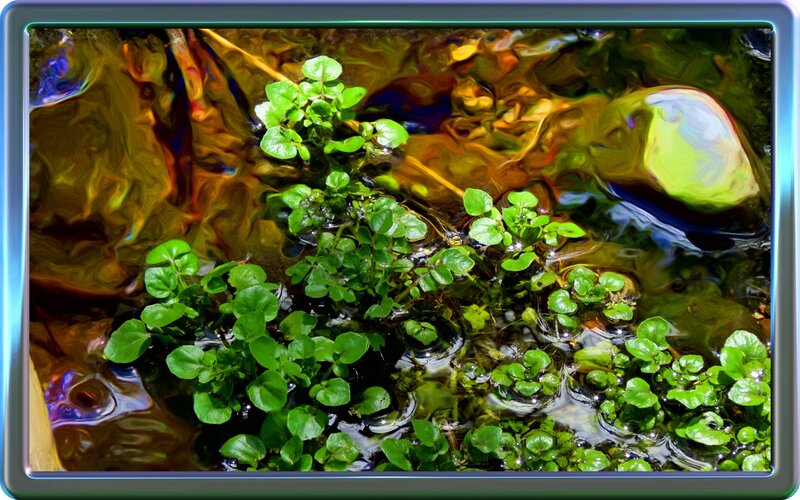 Green Plants in Stream