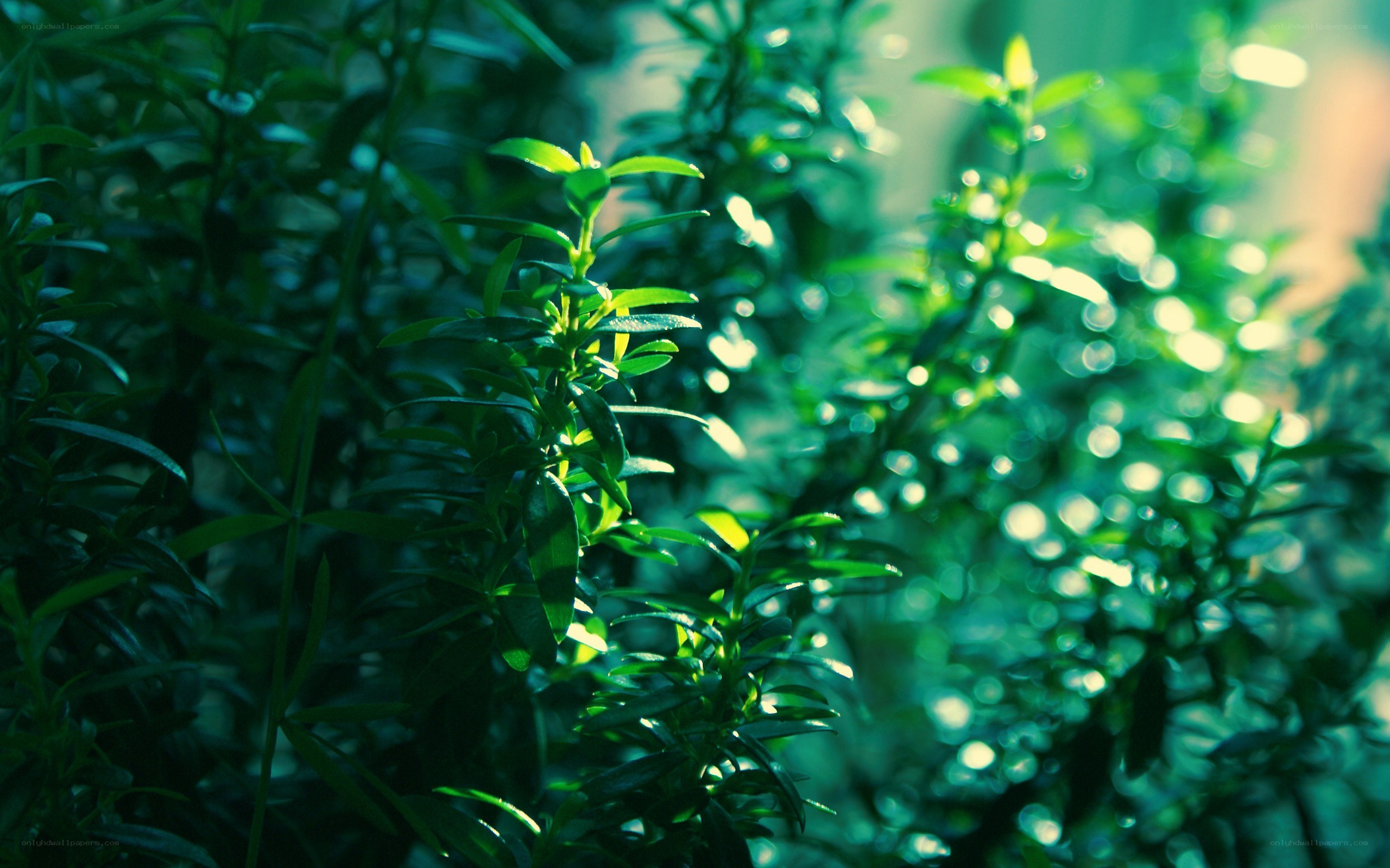 green plants in sunlight