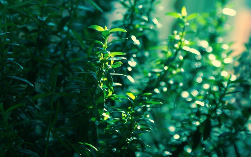 Green Plants in Sunlight — Serene, Morning