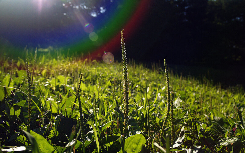 Green Plants in Sunlight — Serene, Sunset
