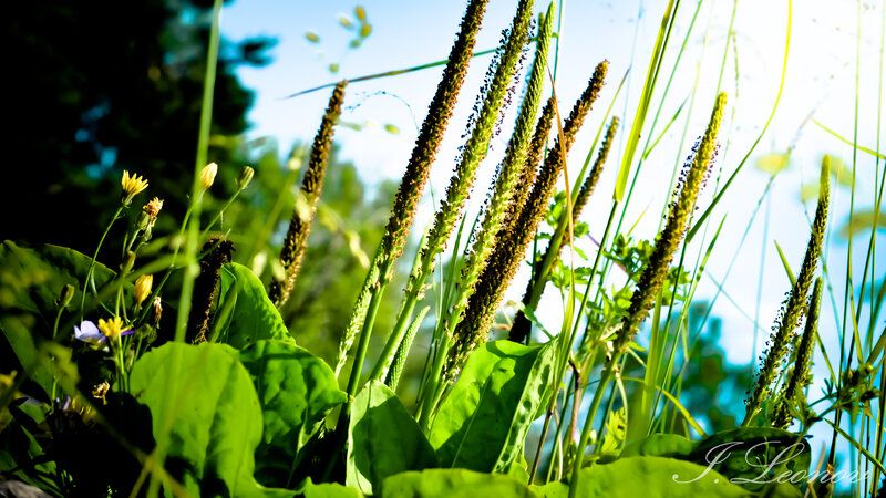 Green Plants in Sunlight — Serene