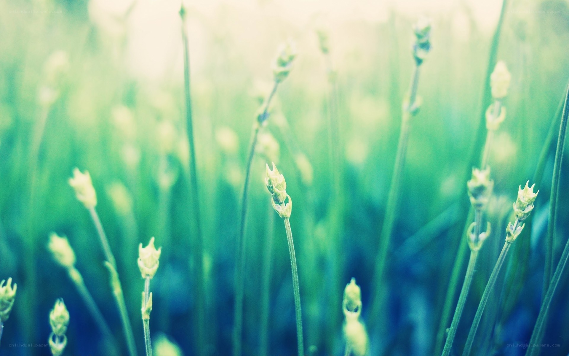 green plants in sunlight