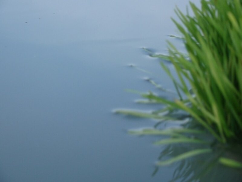green plants in water