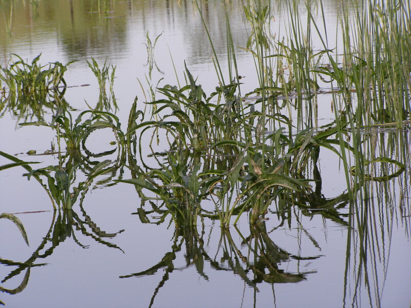 Green Plants in Water — Calm