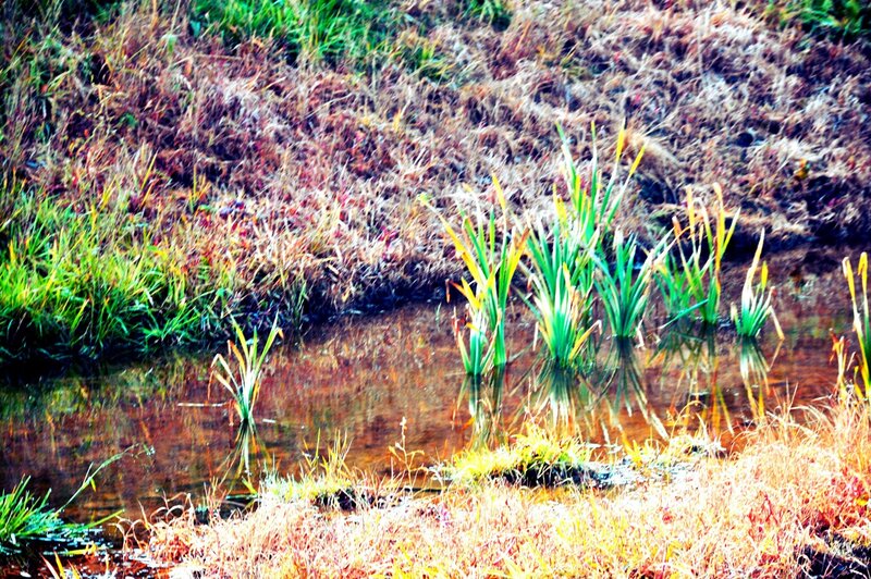 Green Plants in Water — Natural