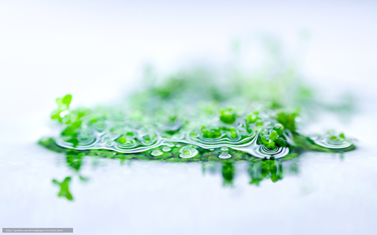 Green Plants in Water