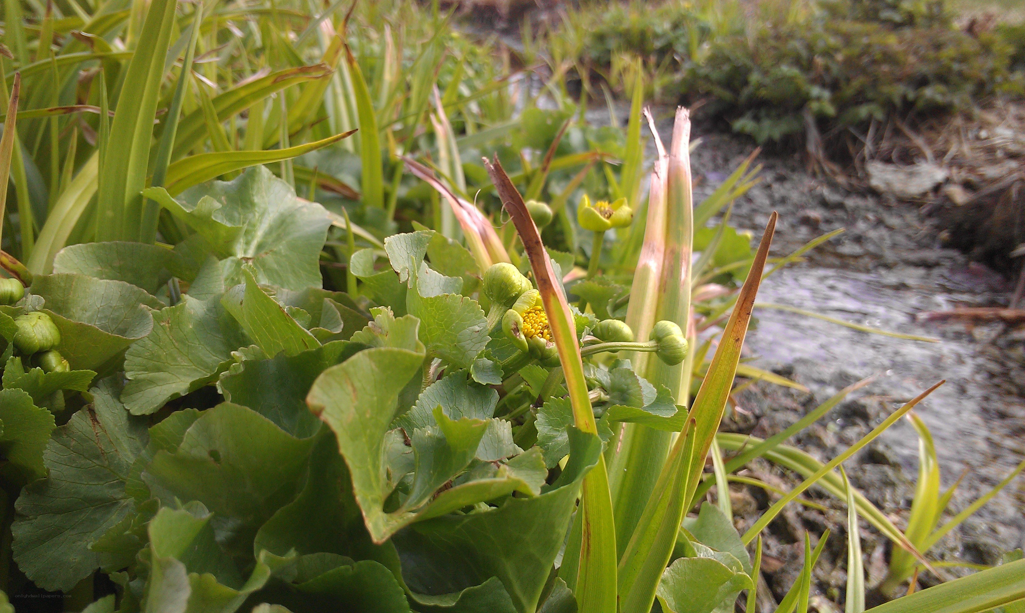 Green plants near a stream
