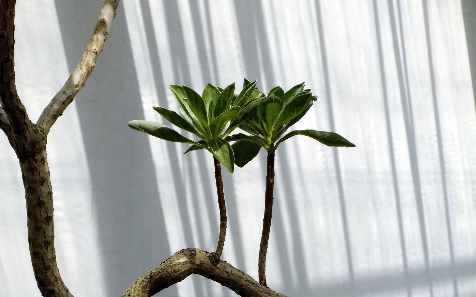 Green plants on a branch