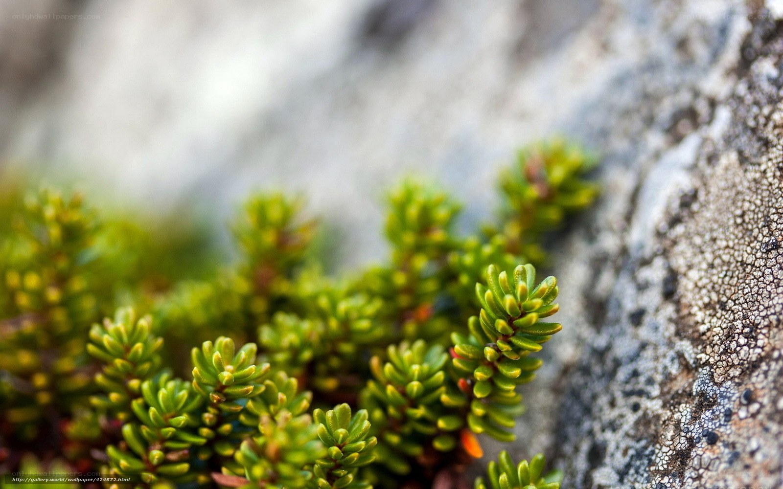 Green plants on a rocky surface