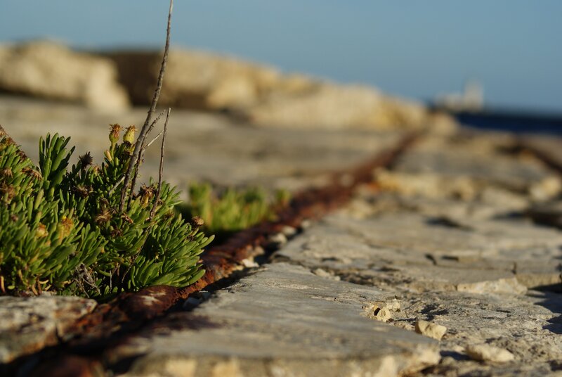 Green plants on a stone path