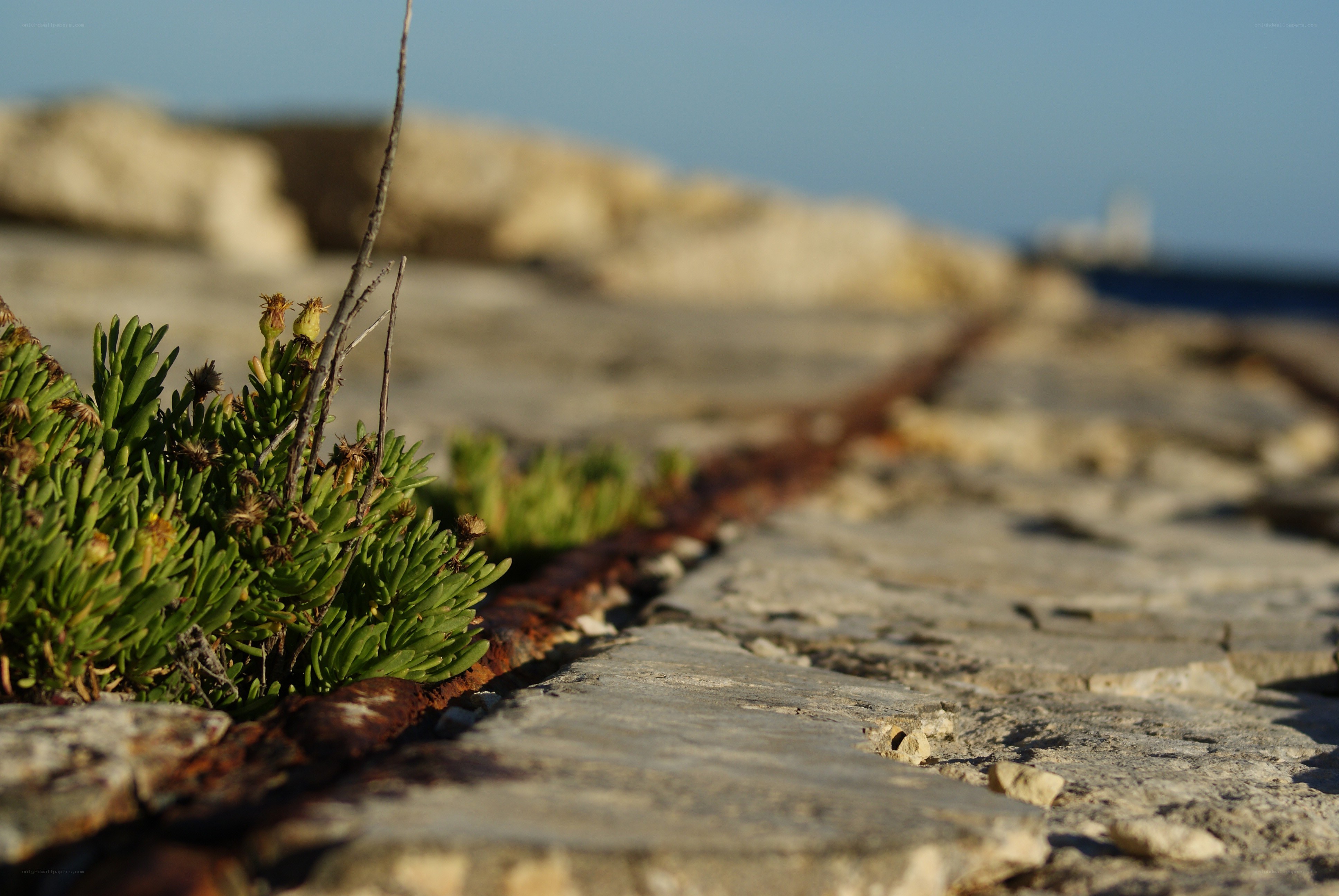 Green plants on a stone path