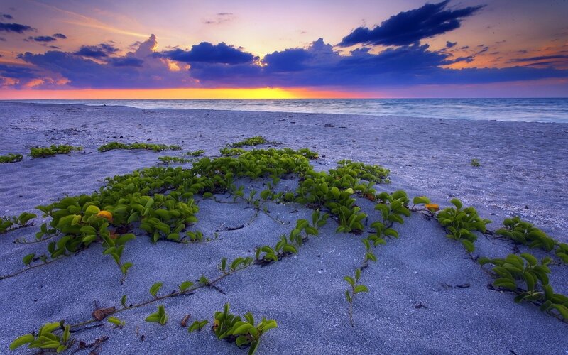 Green Plants on Beach — Purple, Serene, Sunset, Photograph