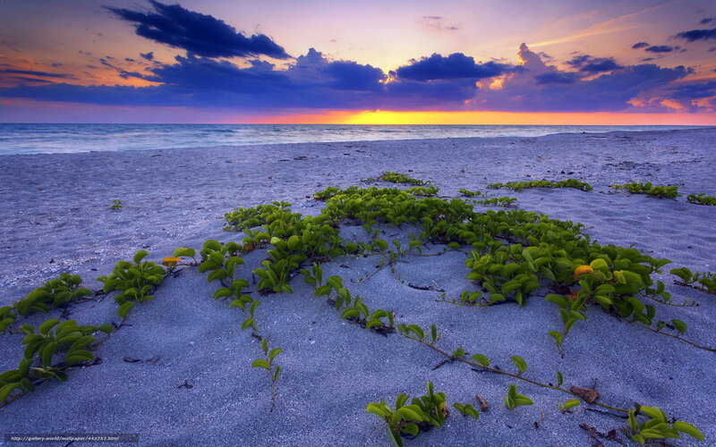 Green Plants on Beach — Purple, Serene