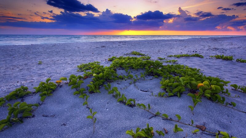 Green Plants on Beach — Purple